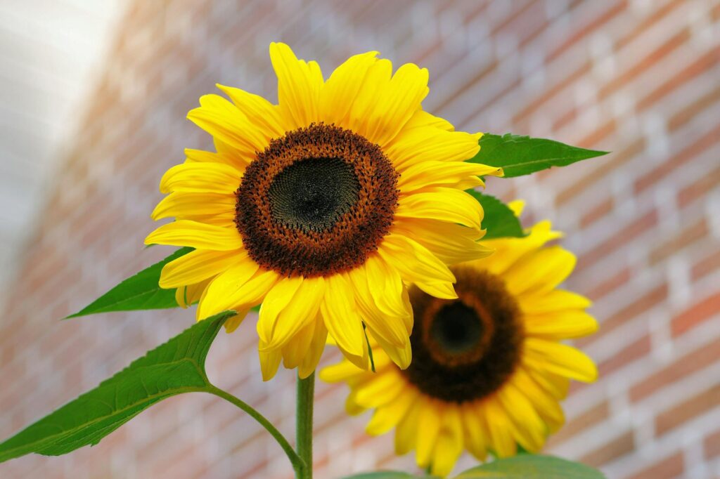 yellow sunflower macro photographyt