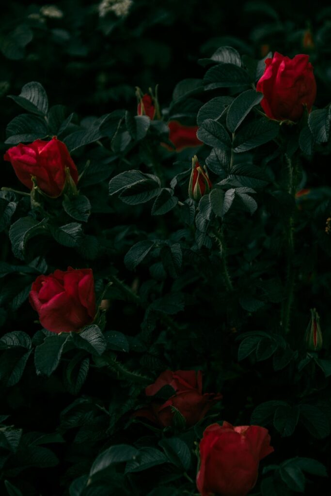 photography of red rose plant