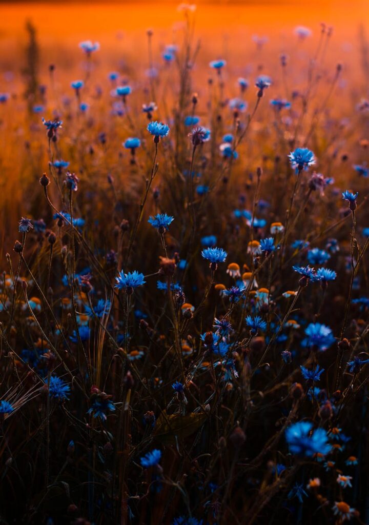 tilt shift lens photo of blue flowers